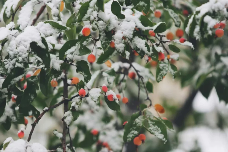 Le jardin en hiver… quoi faire ?