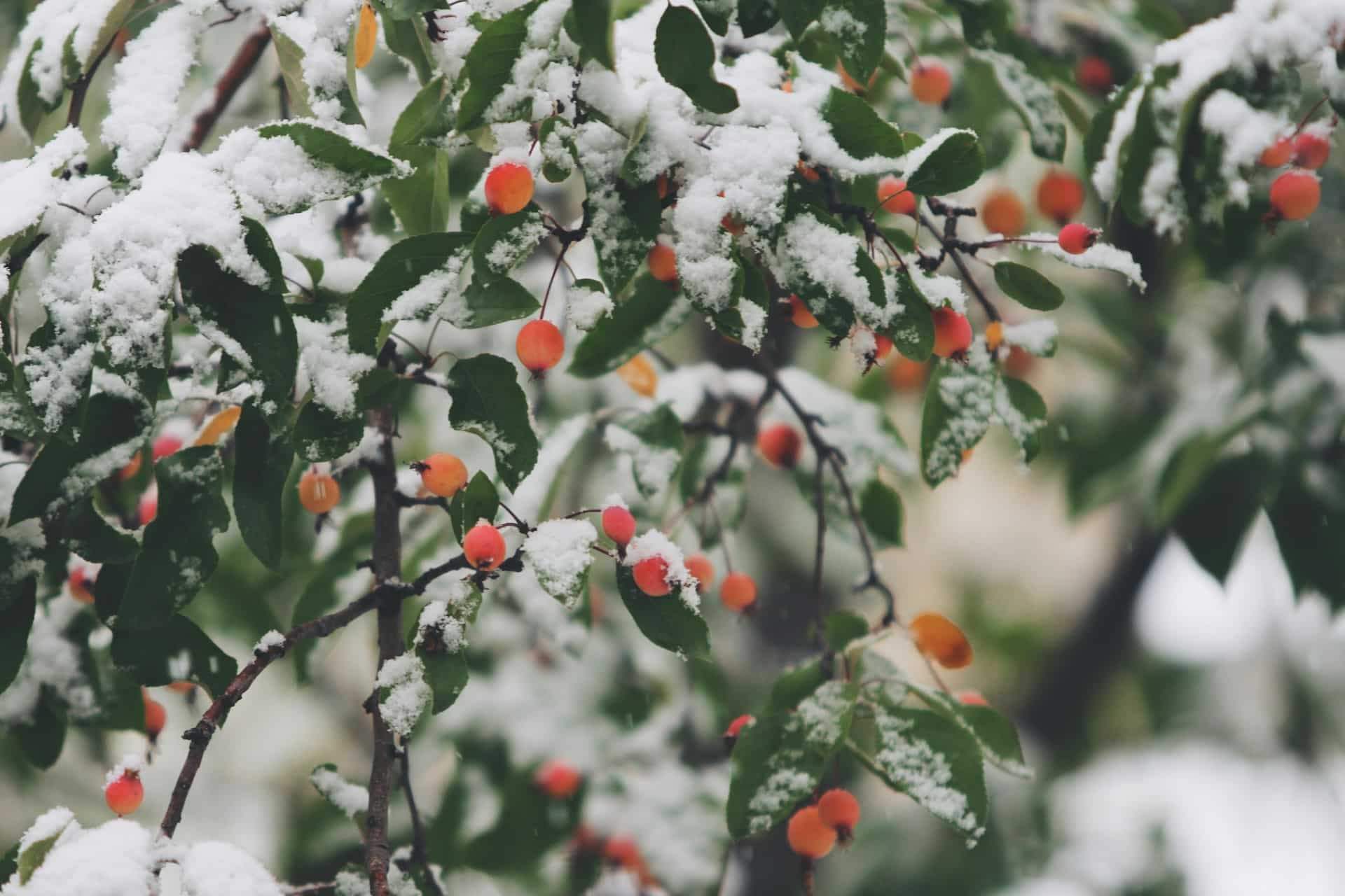 jardin en hiver