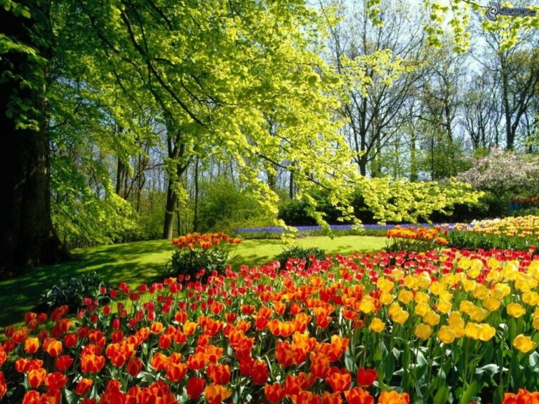 Le jardinage au printemps : renouveau et efficacité avec Santamaria